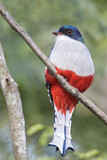 Image. Kubatrogon