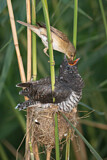 Image. Kuckuck & Teichrohrsänger