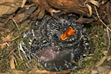 Image. Kuckuck