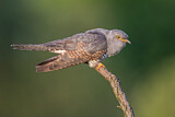 Image. Kuckuck