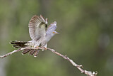 Image. Kuckuck