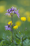 Image. Kuckucks-Lichtnelke
