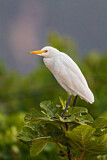 Image. Kuhreiher