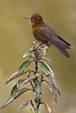 Image. Kupferglanzschwänzchen