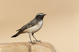 Image. Kurdish Wheatear