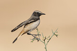 Image. Kurdish Wheatear