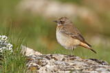 Image. Kurdish Wheatear