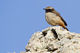 Image. Kurdish Wheatear