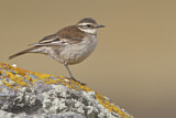 Image. Kurzschnabel-Uferwipper albiventris