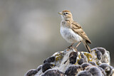 Image. Kurzzehenlerche