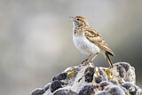 Image. Kurzzehenlerche