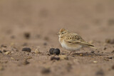 Image. Kurzzehenlerche