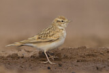 Image. Kurzzehenlerche