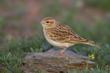 Image. Kurzzehenlerche