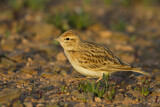 Image. Kurzzehenlerche