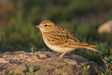 Image. Kurzzehenlerche