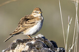 Image. Kurzzehenlerche