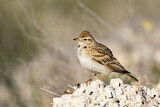 Image. Kurzzehenlerche