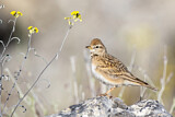 Image. Kurzzehenlerche