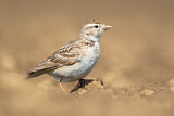Image. Kurzzehenlerche