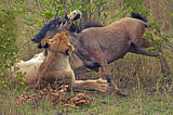 Image. Löwe