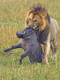 Image. Löwe