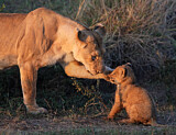 Image. Löwe