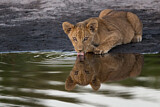 Image. Löwe