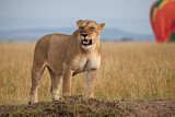 Image. Löwe