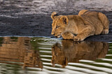 Image. Löwe