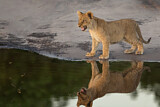Image. Löwe