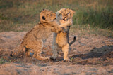 Image. Löwe
