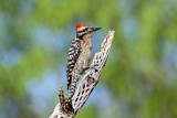 Image. Ladder-backed Woodpecker