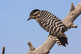 Image. Ladder-backed Woodpecker