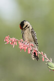 Image. Ladder-backed Woodpecker
