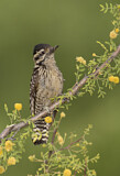 Image. Ladder-backed Woodpecker