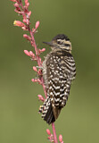 Image. Ladder-backed Woodpecker