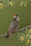 Image. Ladder-backed Woodpecker