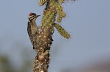 Image. Ladder-backed Woodpecker