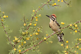 Image. Ladder-backed Woodpecker