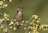 Image. Ladder-backed Woodpecker