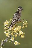 Image. Ladder-backed Woodpecker