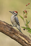 Image. Ladder-backed Woodpecker
