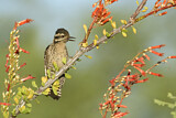 Image. Ladder-backed Woodpecker