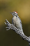 Image. Ladder-backed Woodpecker