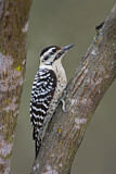Image. Ladder-backed Woodpecker