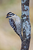 Image. Ladder-backed Woodpecker