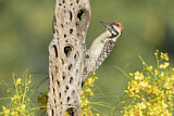 Image. Ladder-backed Woodpecker