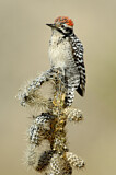 Image. Ladder-backed Woodpecker