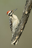 Image. Ladder-backed Woodpecker